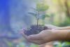 hands holding plant